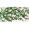 Sale JTT Scenery Products 95540 O 2-1/2'' Rose Bushes (Pack of 6) - Your Source for Gaming Essentials Trains