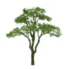 New JTT Scenery Products 94439 Z 1" Professional Series Acacia Tree (Pack of 6) - Your Source for Gaming Essentials Trains