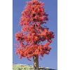 Timberline Scenery 224 Deciduous 6-9 Indian Summer - Your Source for Gaming Essentials* Best